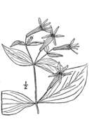 Image of roundleaf catchfly