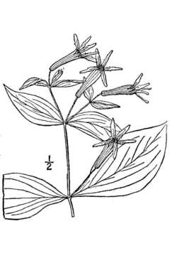 Image of roundleaf catchfly