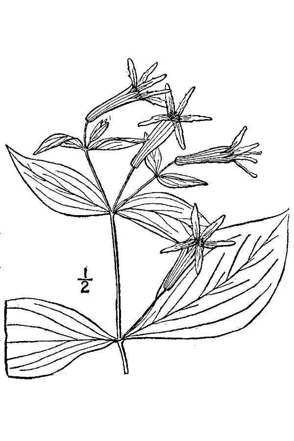 Image of roundleaf catchfly