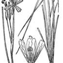 صورة Sisyrinchium montanum var. montanum