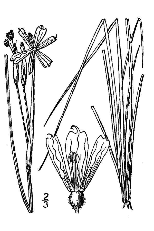 صورة Sisyrinchium montanum var. montanum