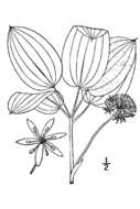 Image of upright carrionflower