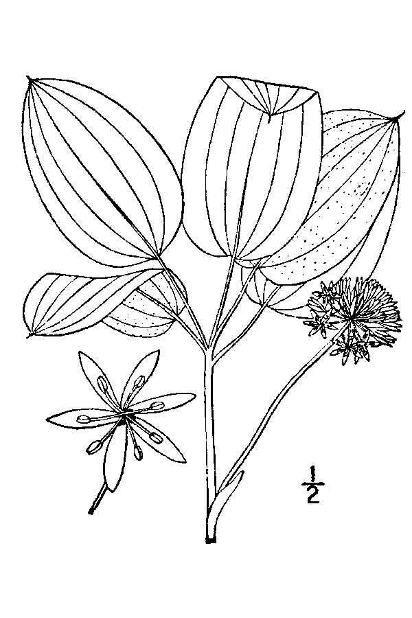 Image of upright carrionflower
