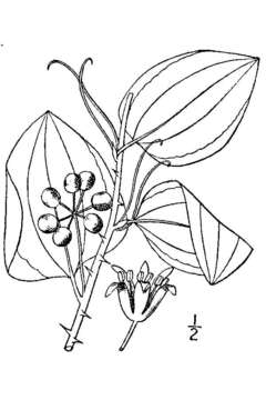 Smilax glauca Walter resmi