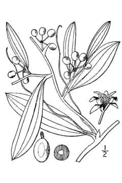 Sivun Smilax laurifolia L. kuva