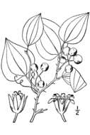 Smilax rotundifolia L. resmi