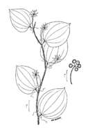 Smilax rotundifolia L. resmi