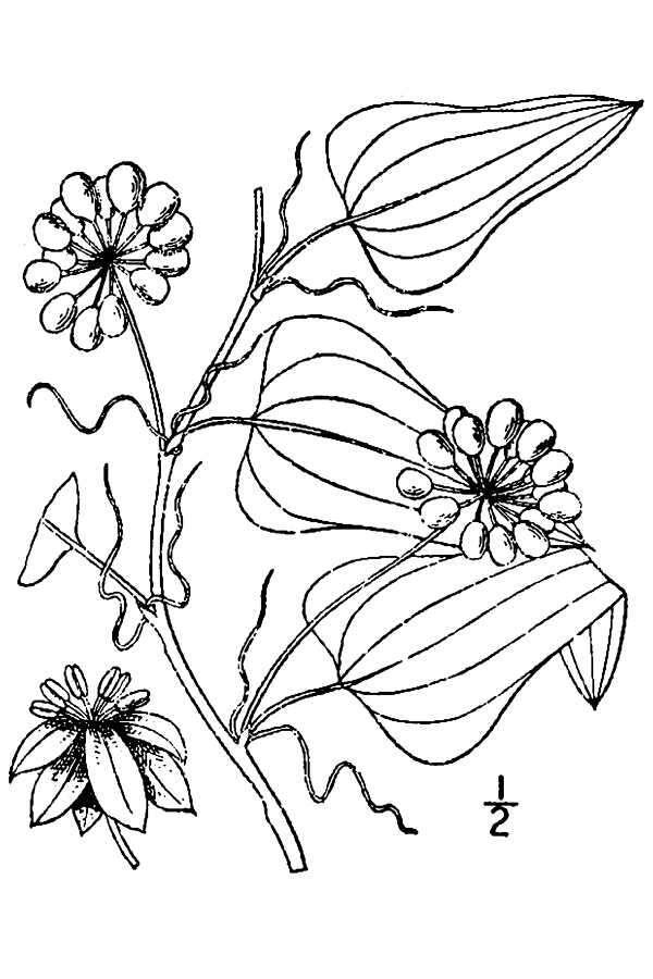 Image de Smilax pseudochina L.