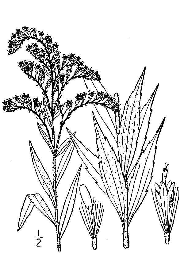 Image of Canada goldenrod