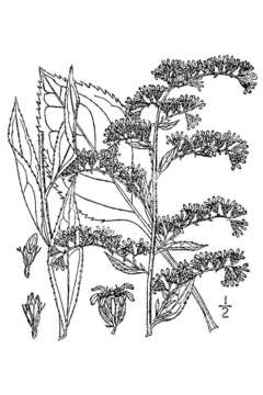 Image of Atlantic goldenrod