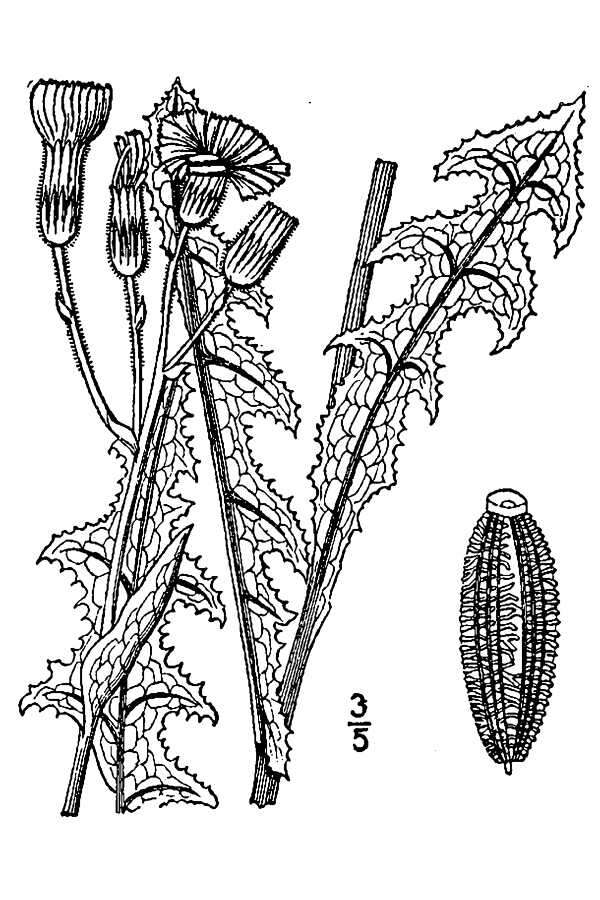 Image of field sowthistle