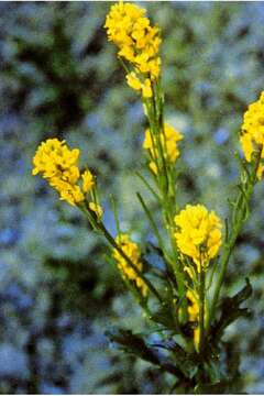 Image of American yellowrocket