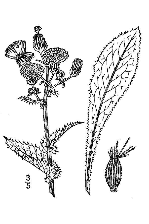 Image of spiny sowthistle