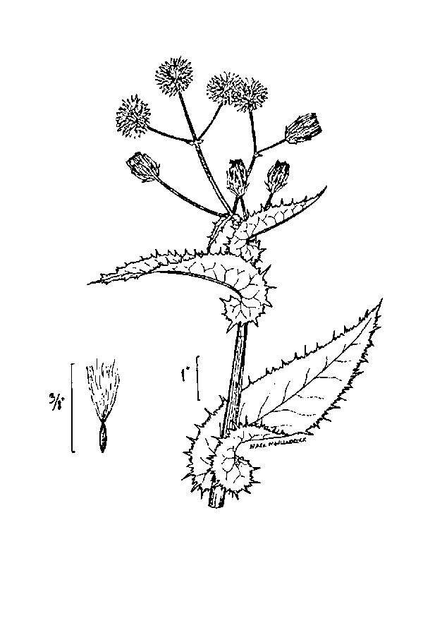 Image of spiny sowthistle