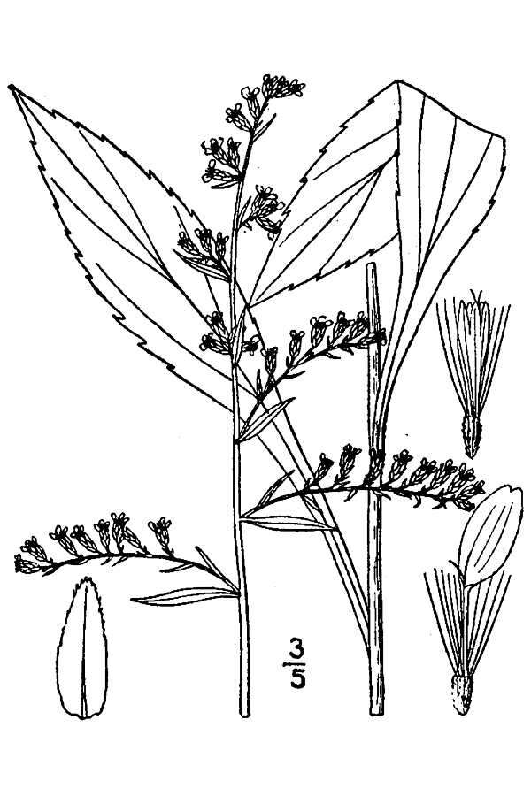 Solidago arguta var. boottii (Hook.) E. J. Palmer & Steyerm. resmi