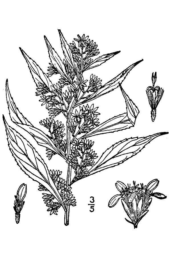 Image of mountain decumbent goldenrod