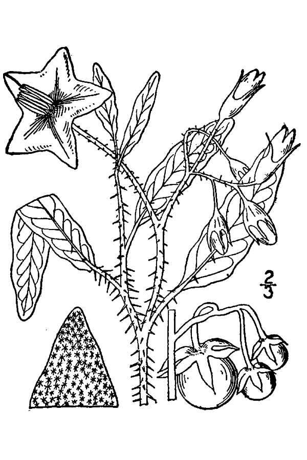 Image de Solanum elaeagnifolium Cav.