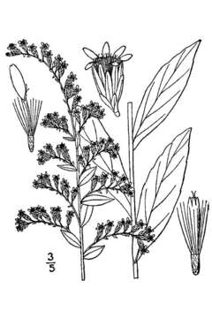 Image of Elliott's goldenrod