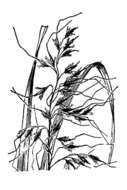 Image of slender Indiangrass