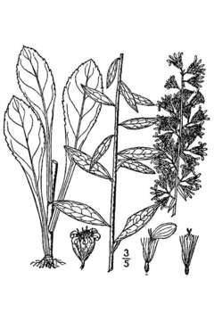 Image of showy goldenrod