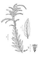 Image of pine barren goldenrod