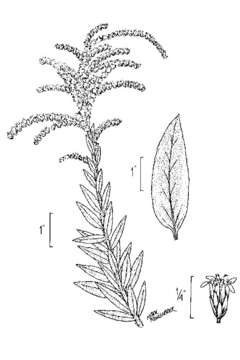 Image of pine barren goldenrod