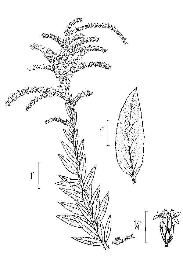 Image of pine barren goldenrod