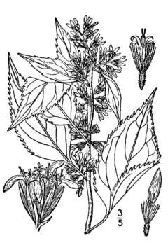 Image of Broad-leaved goldenrod