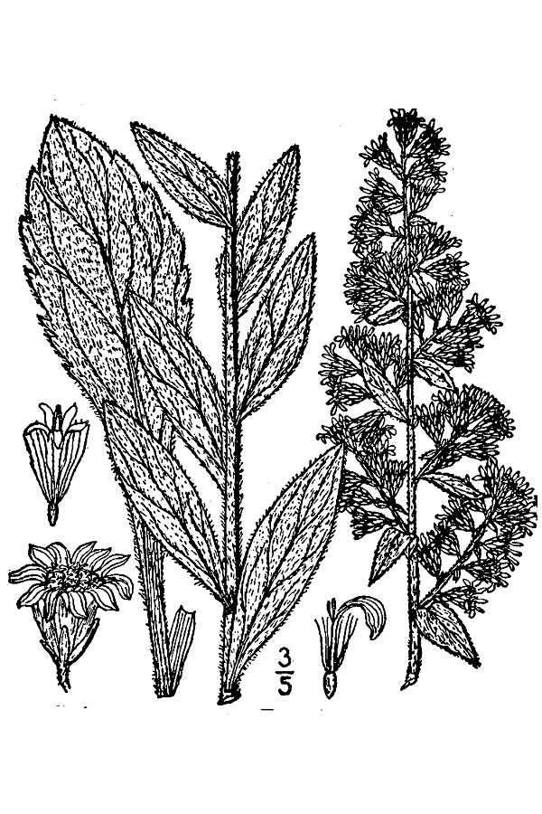 Image of hairy goldenrod