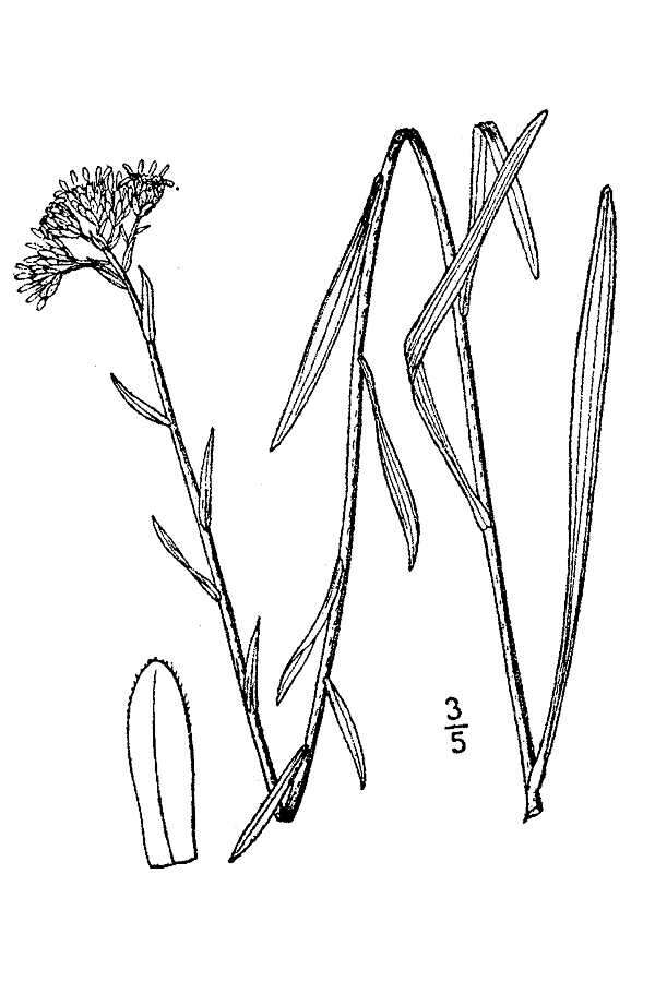 Image of Houghton's Goldenrod