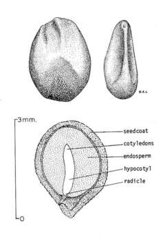 Image of Nightshades