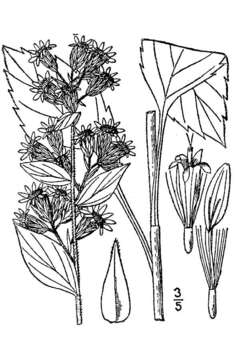 Image of largeleaf goldenrod