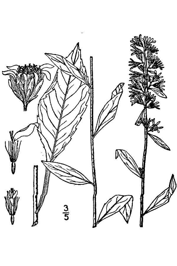 Image of mountain decumbent goldenrod