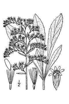 Image of gray goldenrod