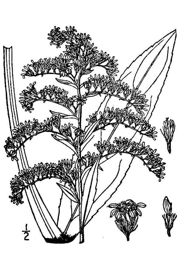 Sivun Solidago uliginosa var. uliginosa kuva