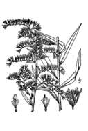 Image of anisescented goldenrod