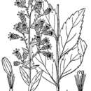 Sivun Solidago petiolaris Ait. kuva