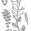 Image of western tansymustard