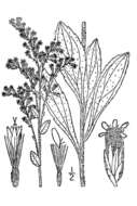 Image of western rough goldenrod