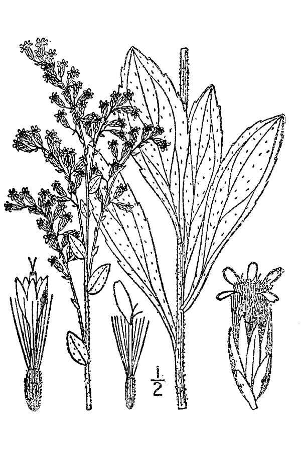 Image of western rough goldenrod