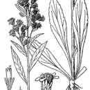 Image of Rand's goldenrod