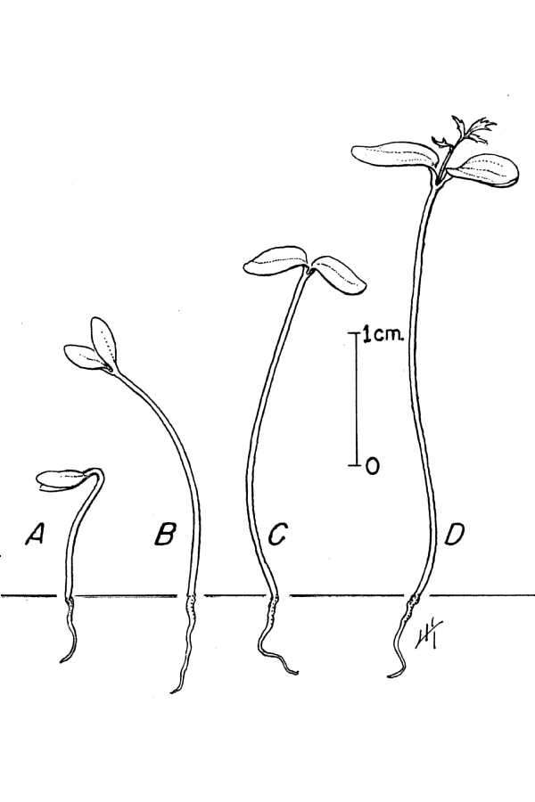 Image of Rowan