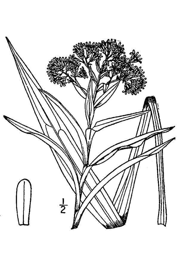 Image of Riddell's Goldenrod