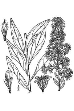 Image of showy goldenrod