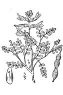 Image of silky sophora