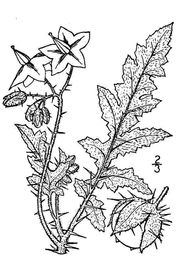 Image of sticky nightshade