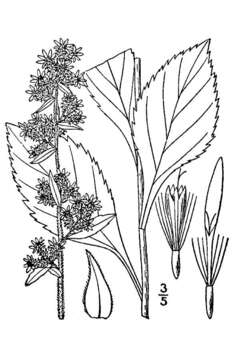 Image of stout goldenrod