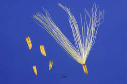 Image of Chaparral Broom