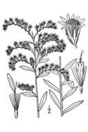 Image of twistleaf goldenrod