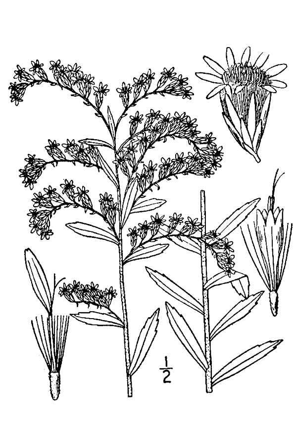 Image of twistleaf goldenrod